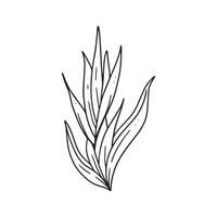 ornamental house plant illustration in outline. uncolored element in hand drawn vector for decorating wedding invitations, cards, and any design in floral theme.