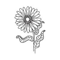 a beautiful outline illustration of a daisy with stem. flower hand drawn illustration collection for floral design. an element decoration for wedding invitation, greeting card, tattoo, etc. vector