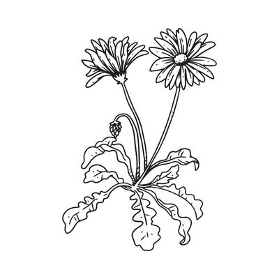 a beautiful outline illustration of aster with stem. flower hand drawn illustration collection for floral design. an element decoration for wedding invitation, greeting card, tattoo, etc.