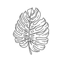 the outline illustration of monstera leaf. decorative element of ornamental house plant illustrated in vector hand drawn. a beautiful drawing for any floral theme design.