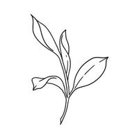ornamental flower leaves illustration in outline. uncolored element in hand drawn vector for decorating wedding invitations, cards, and any design in floral theme.