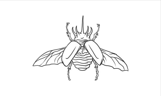 Beetles with wings hand drawn illustration