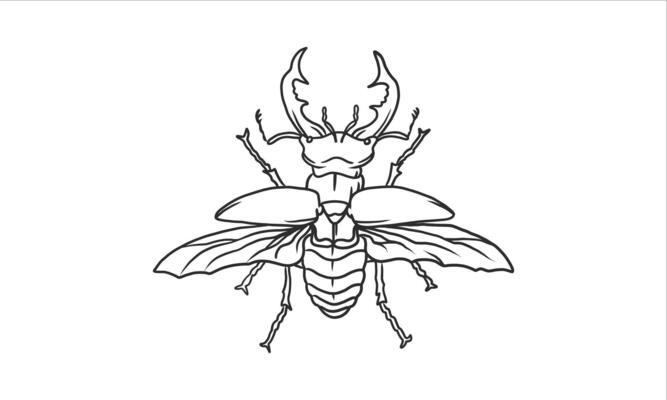 Beetles with wings hand drawn illustration