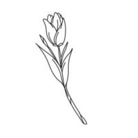 una hermosa ilustración de contorno de un tulipán. colección de ilustraciones dibujadas a mano de flores para diseño floral. un elemento de decoración para invitación de boda, tarjeta de felicitación, tatuaje, etc. vector