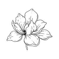 una hermosa flor ilustrada en estilo de contorno. colección de ilustraciones dibujadas a mano de flores para diseño floral. un elemento de decoración para invitación de boda, tarjeta de felicitación, tatuaje, etc. vector