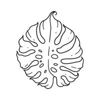 the outline illustration of monstera leaf. decorative element of ornamental house plant illustrated in vector hand drawn. a beautiful drawing for any floral theme design.