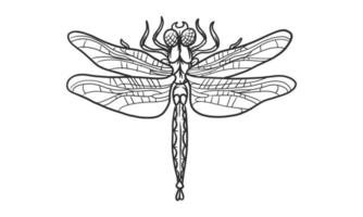 Ilustración de vector lineart de libélula sobre fondo blanco, boceto de insecto libélula hermoso dibujado a mano