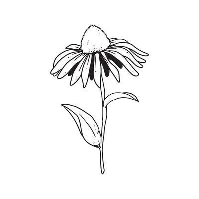 a beautiful outline illustration of a coneflower. flower hand drawn illustration collection for floral design. an element decoration for wedding invitation, greeting card, tattoo, etc.