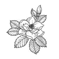 rosa ilustrada en estilo de contorno. colección de ilustraciones dibujadas a mano de flores para diseño floral. un elemento de decoración para invitación de boda, tarjeta de felicitación, tatuaje, etc. vector