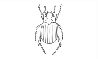 Beetle illustration in an uncolored hand drawn vector