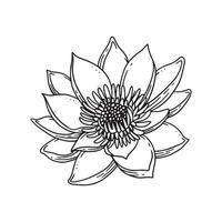 una hermosa flor ilustrada en estilo de contorno. colección de ilustraciones dibujadas a mano de flores para diseño floral. un elemento de decoración para invitación de boda, tarjeta de felicitación, tatuaje, etc. vector