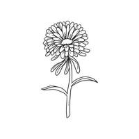 crisantemo ilustrado en estilo de contorno. colección de ilustraciones dibujadas a mano de flores para diseño floral. un elemento de decoración para invitación de boda, tarjeta de felicitación, tatuaje, etc. vector