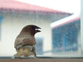Bird at the glass window photo