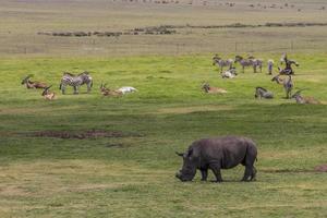 cinco grandes rinocerontes negros sin cuerno parque nacional kruger sudáfrica.