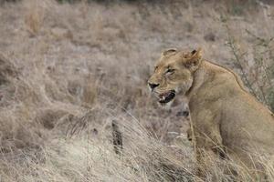 león mira hambriento a su presa parque nacional kruger sudáfrica.