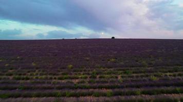 Aerial view of the sunset over the lavender field. video