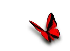 Beautiful multi-colored real butterfly flying on a white background photo