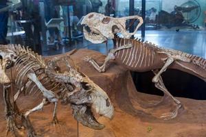Nueva York, EE. UU. 2016 - Dinosaurios, Museo Americano de Historia Natural foto