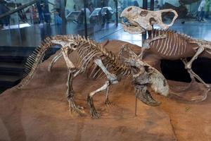 Nueva York, EE. UU. 2016 - Dinosaurios, Museo Americano de Historia Natural foto