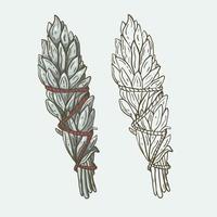 Boho sage smudgestick in color and line vector