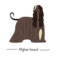 Dog breed Afghan Hound. Vector illustration of a vintage pet