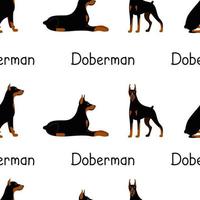 patrón sin fisuras de un conjunto de poses de la raza de perro doberman pinscher vector