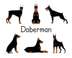 Vector set of poses of the Doberman Pinscher dog breed