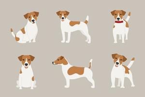 conjunto de diferentes poses del perro jack russell terrier