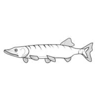 Graphic lake fish pike black and white in line art style. Pike isolated on white background. vector