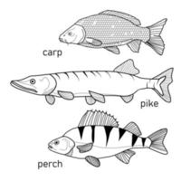 Graphic river fish collection, set black and white in line art style. Carp, pike, perch isolated on white background. vector