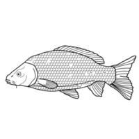 Graphic river fish carp black and white in line art style. Carp isolated on white background. vector