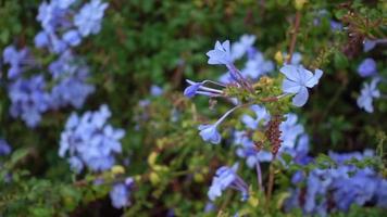 fleurs de phlox lune bleue video