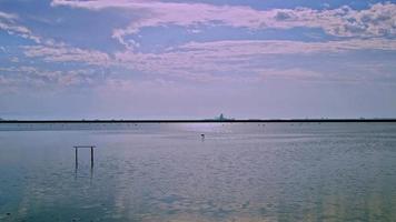 oiseaux sur l'eau de l'océan video