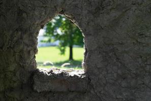 Fondo de piedra con ventana y vista del árbol verde borrosa. foto