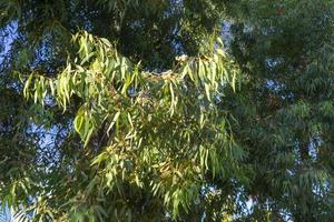 Natural background with flowering branches of eucalyptus photo
