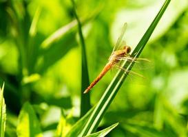 Large dragonfly sitting on a plant on blurred green background. photo