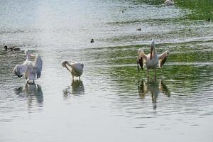 white pelicans on the water surface photo