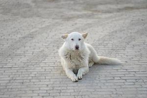 Portrait of a white dog lying on the pavement photo