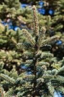 Natural background with branches of spruce against the blue sky photo