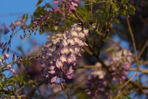 Wisteria flowers in the soft evening light of sunset photo