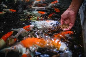 Ponorogo, Indonesia 2021 - Hand feeding fish in a pool of clear water photo