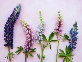 Pink and purple lupine flowers