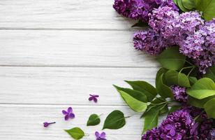Lilac in flat style on white background. Beautiful spring. Overhead view. Flat lay, top. Summer season. Natural spring style. photo