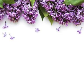 Lilac in flat style on white background. Beautiful spring. Overhead view. Flat lay, top. Summer season. Natural spring style. photo