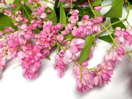 Coral Vine Or Antigonon Leptopus Hook Flower close up on white photo