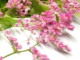 Coral Vine Or Antigonon Leptopus Hook Flower close up on white photo