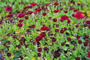 Otoño rojo borgoña flores perennes de crisantemo cerrar al aire libre foto