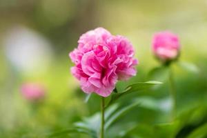 Wild beauty flower with nectar blooming in field countryside photo