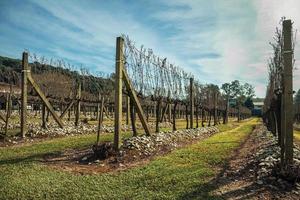 paisaje con algunas hileras de troncos de vid sin hojas y ramas en invierno cerca de bento goncalves. una ciudad amigable en el sur de Brasil famosa por su producción de vino. foto