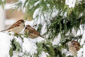 White-throated Sparrows Zonotrichia albicollis Sitting on a Fir Tree Branch Covered With Snow photo